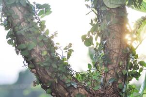 ficus pumila or climbing fig and Epipremnum aureum on the pagoda tree and sky background photo