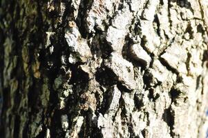 tree bark or bark , Alstonia scholaris or APOCYNACEAE or Devil Tree or White Cheesewood or Devil Bark or Black Board Tree or trunk photo