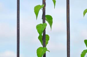 bindweed, unwanted flora or weed on the fence photo