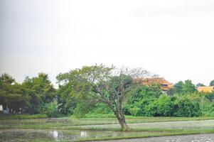 Rain tree or Samanea saman, LEGUMINOSAE MIMOSOIDEAE in the field or tree and paddy field photo