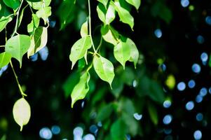 Ficus Benjamina L or Moraceae, Golden Fig or Weeping Fig or Ficus Benjamina and sky photo
