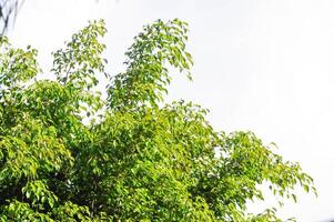 Ficus Benjamina L or Moraceae, Golden Fig or Weeping Fig or Ficus Benjamina and sky photo