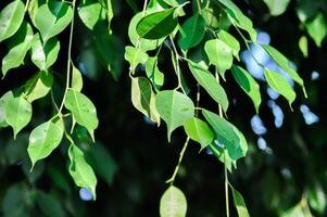 Ficus Benjamina L or Moraceae, Golden Fig or Weeping Fig or Ficus Benjamina and sky photo