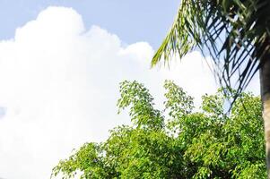 Ficus Benjamina L or Moraceae, Golden Fig or Weeping Fig or Ficus Benjamina and sky photo