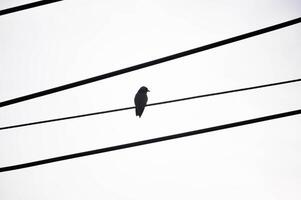 electricity wire and a bird in sky background photo