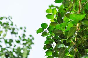 Ficus Benjamina L or Moraceae, Golden Fig or Weeping Fig or Ficus Benjamina and sky photo