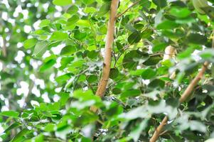 Ficus Benjamina L or Moraceae, Golden Fig or Weeping Fig or Ficus Benjamina and sky photo
