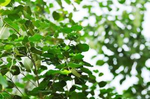 Ficus Benjamina L or Moraceae, Golden Fig or Weeping Fig or Ficus Benjamina and sky photo