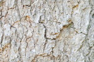 tree bark or bark , Alstonia scholaris or APOCYNACEAE or Devil Tree or White Cheesewood or Devil Bark or Black Board Tree or trunk photo