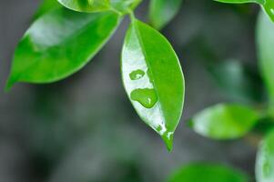Ficus annulata Blume, Banyan Tree or MORACEAE and rain drop photo