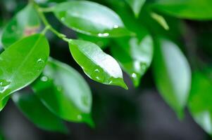 Ficus annulata Blume, Banyan Tree or MORACEAE and rain drop photo
