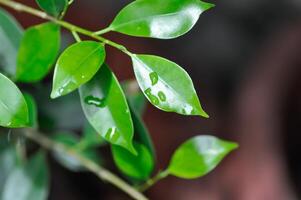 Ficus annulata Blume, Banyan Tree or MORACEAE and rain drop photo
