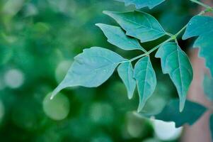 Cork tree, Indian cork tree or Millingtonia hortensis Linn or BIGNONIACEAE or small Cork tree or tree photo