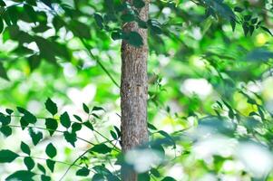 Cork tree, Indian cork tree or Millingtonia hortensis Linn or BIGNONIACEAE or small Cork tree or tree photo