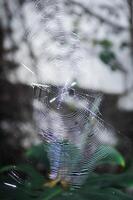 spider on cobweb or gossamer , web photo