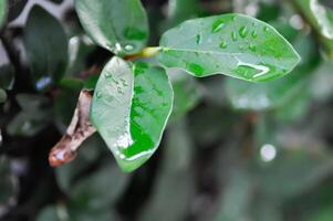 ficus pumila or climbing fig or MORACEAE and dew drop photo
