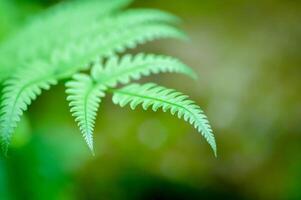 Cyathea caracasana, Cyathea brownii Little Aussie Larrikin Norfolk or Tree Fern or Smooth Tree Fern or fern tree or fern ,Golden Moss or Nephrolepis cordifolia or Chain Fern photo