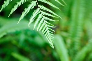 Cyathea caracasana, Cyathea brownii Little Aussie Larrikin Norfolk or Tree Fern or Smooth Tree Fern or fern tree or fern ,Golden Moss or Nephrolepis cordifolia or Chain Fern photo