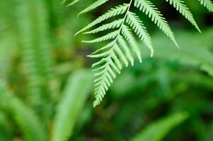 Cyathea caracasana, Cyathea brownii Little Aussie Larrikin Norfolk or Tree Fern or Smooth Tree Fern or fern tree or fern ,Golden Moss or Nephrolepis cordifolia or Chain Fern photo