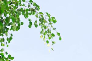 Ficus Benjamina L or Moraceae, Golden Fig or Weeping Fig or Ficus Benjamina and sky photo