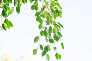 Ficus Benjamina L or Moraceae, Golden Fig or Weeping Fig or Ficus Benjamina and sky photo