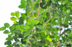 Ficus Benjamina L or Moraceae, Golden Fig or Weeping Fig or Ficus Benjamina and sky photo