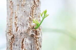 bark of Cork tree, Indian cork tree or Millingtonia hortensis Linn or BIGNONIACEAE or small Cork tree and new born leaf photo