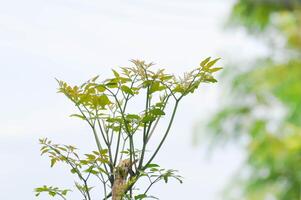 Cork tree, Indian cork tree or Millingtonia hortensis Linn or BIGNONIACEAE or small Cork tree or small leaf or new born leaf photo