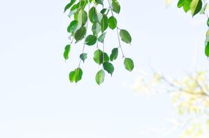 Ficus Benjamina L or Moraceae, Golden Fig or Weeping Fig or Ficus Benjamina and sky photo