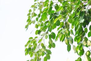 Ficus Benjamina L or Moraceae, Golden Fig or Weeping Fig or Ficus Benjamina and sky photo