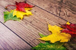Autumn background with colorful fall maple leaves on rustic wooden table. Thanksgiving holidays concept. Green, yellow and red autumn leaves. Selective focus. photo