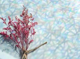 Pink dried flowers on reflection from window for minimalist background photo