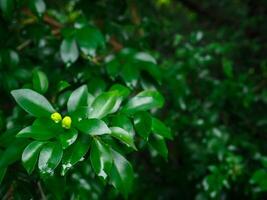 Fresh green leaves on rainy day for nature and environment background photo