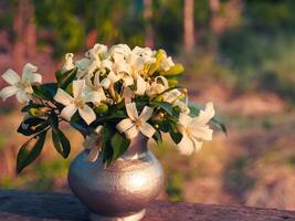 Beautiful white Orange Jasmine in a silver vase at the garden. photo
