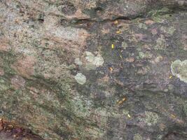 Stone texture in the forest for an organic nature background. photo