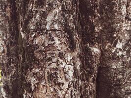 Brown mature tree texture for nature background photo