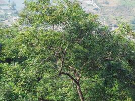 Trees in the forest for background about environment nature conservation photo