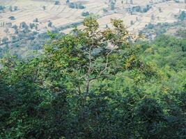Trees in the forest for background about environment nature conservation photo