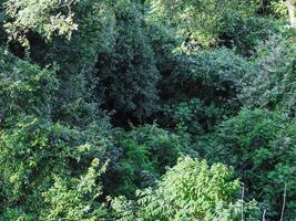 Trees in the forest for background about environment nature conservation photo
