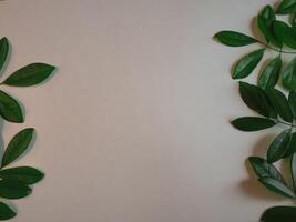 Fresh green leaf frame on white background for spring copy space. photo