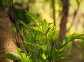 Young leaf top in the rainy season, environmental concept photo