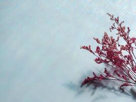 Pink dried flowers on reflection from window for minimalist background photo