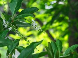 Florida fiddlewood white flowers in the garden during the rainy season photo