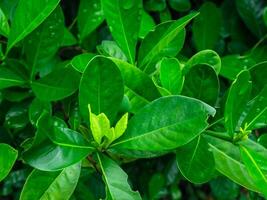 Fresh green leaves on rainy day for nature and environment background photo