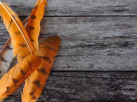Feathers on old wooden background for vintage copy space photo
