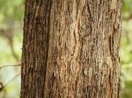 Tree bark texture in summer garden, close-up for natural background. photo