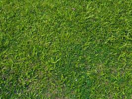 Fresh lawn texture at the garden for a natural background photo