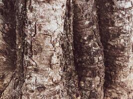 Brown mature tree texture for nature background photo