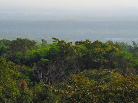 Trees in the forest for background about environment nature conservation photo