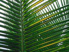 Fresh coconut leaves for a rainy or summer background. photo